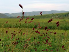 Sanguisorba tenuifolia