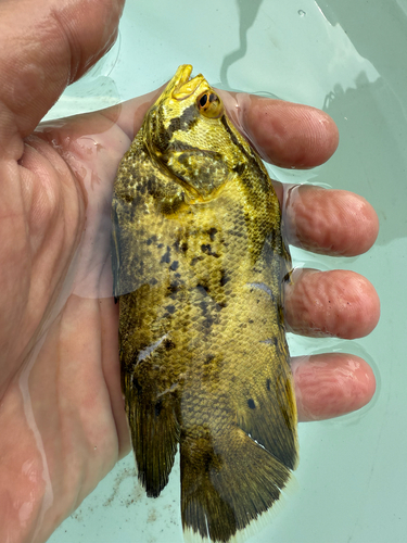 Atlantic Tripletail