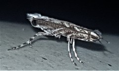 Epicephala australis