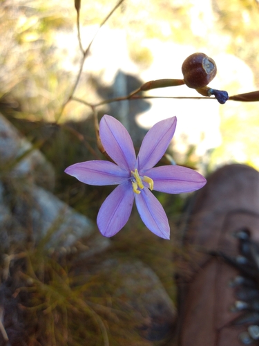 Image of Bobartia lilacina by (c) Seth Musker, some rights reserved (CC BY)