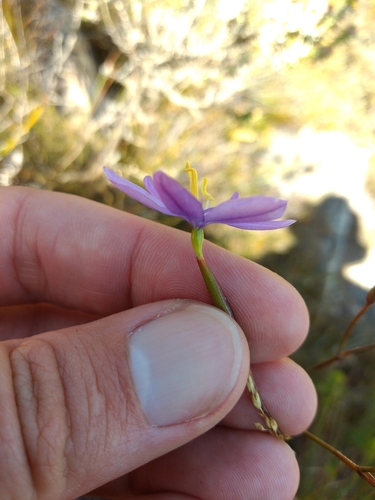 Image of Bobartia lilacina by (c) Seth Musker, some rights reserved (CC BY)