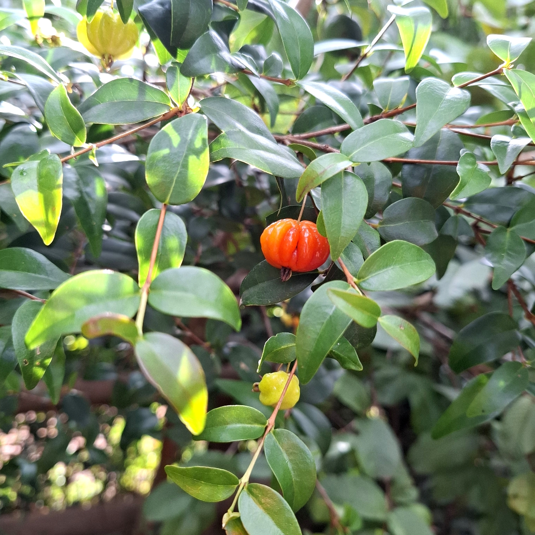 Eugenia uniflora