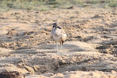 Esacus recurvirostris