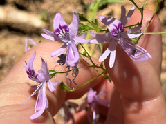 Schizanthus pinnatus