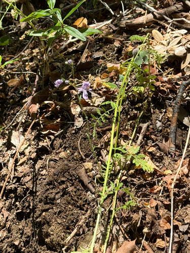 Schizanthus pinnatus, photograph 5
