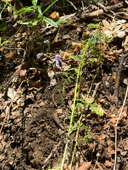Schizanthus pinnatus, photograph (c) Cody Hinchliff, some rights reserved (CC BY)