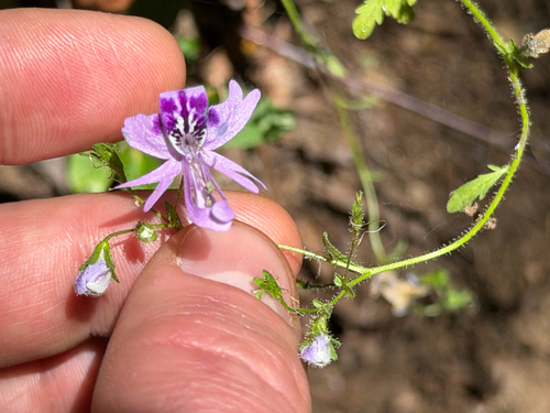 Schizanthus pinnatus, photograph 2