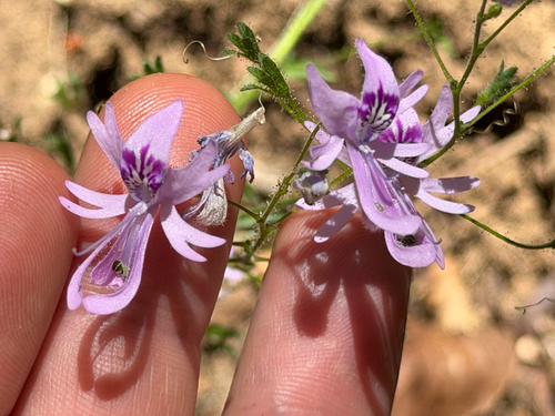 Schizanthus pinnatus, photograph 1