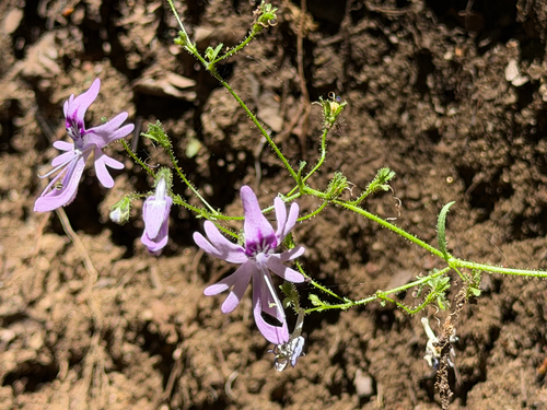 Schizanthus pinnatus, photograph 3