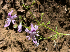Schizanthus pinnatus, photograph (c) Cody Hinchliff, some rights reserved (CC BY)