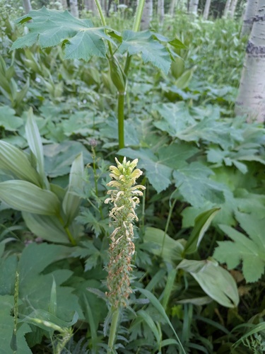 Bracted Lousewort (Pedicularis bracteosa)