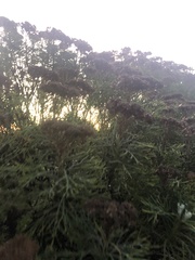 Hymenolepis crithmifolia