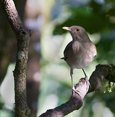 Turdus maculirostris