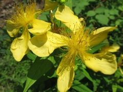 Hypericum ascyron