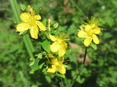 Hypericum erectum