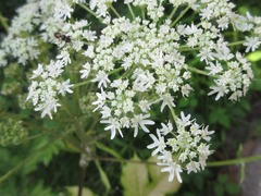Heracleum moellendorffii