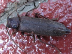 Arhopalus