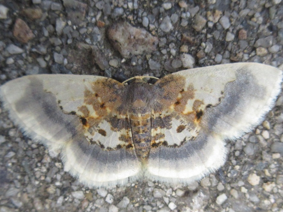 Ninodes watanabei