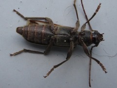 Trichoferus campestris