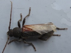 Trichoferus campestris