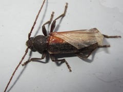 Trichoferus campestris