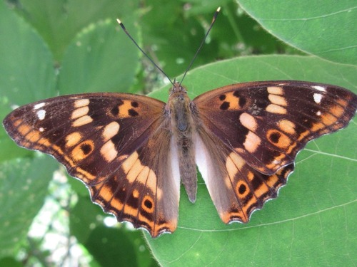 Freyer's Purple Emperor