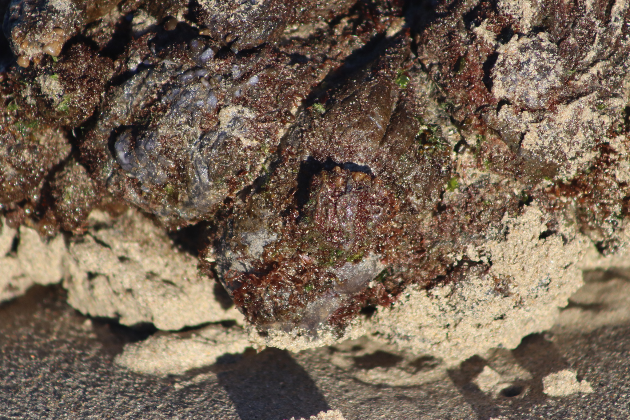 Pyura stolonifera (Heller, 1878)