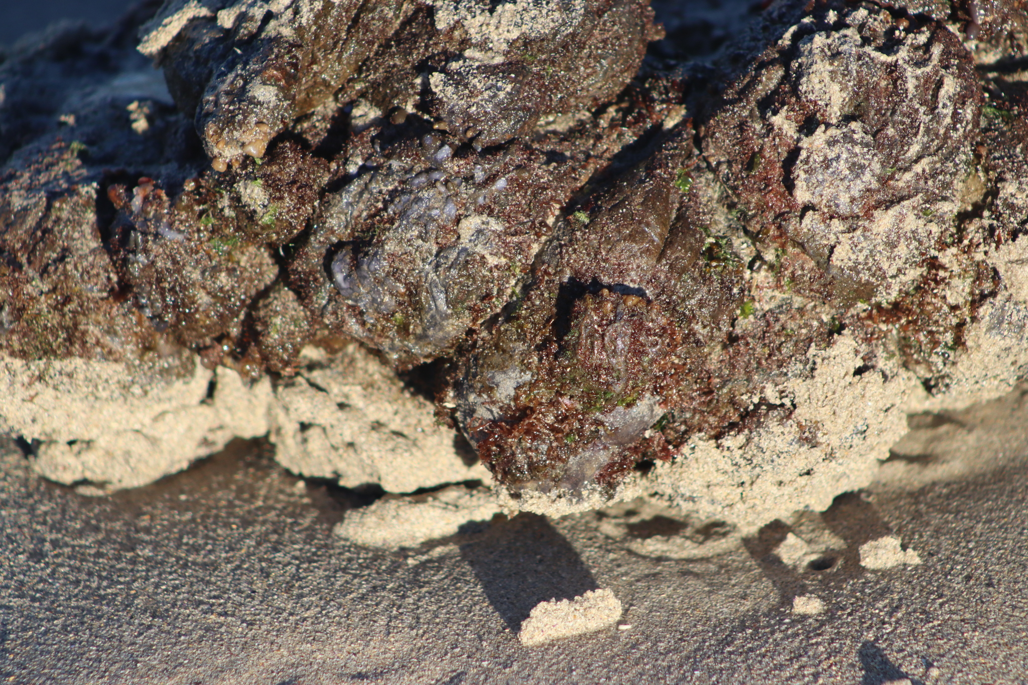 Pyura stolonifera (Heller, 1878)