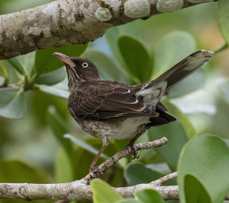 Pearly-eyed Thrasher photo