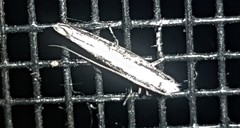 Epicephala australis