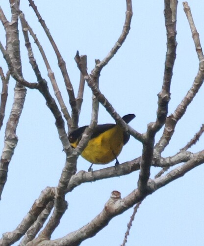 Yellow-bellied Dacnis (Dacnis flaviventer), photo 7