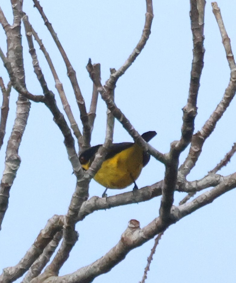 Yellow-bellied Dacnis (Dacnis flaviventer), photo 7