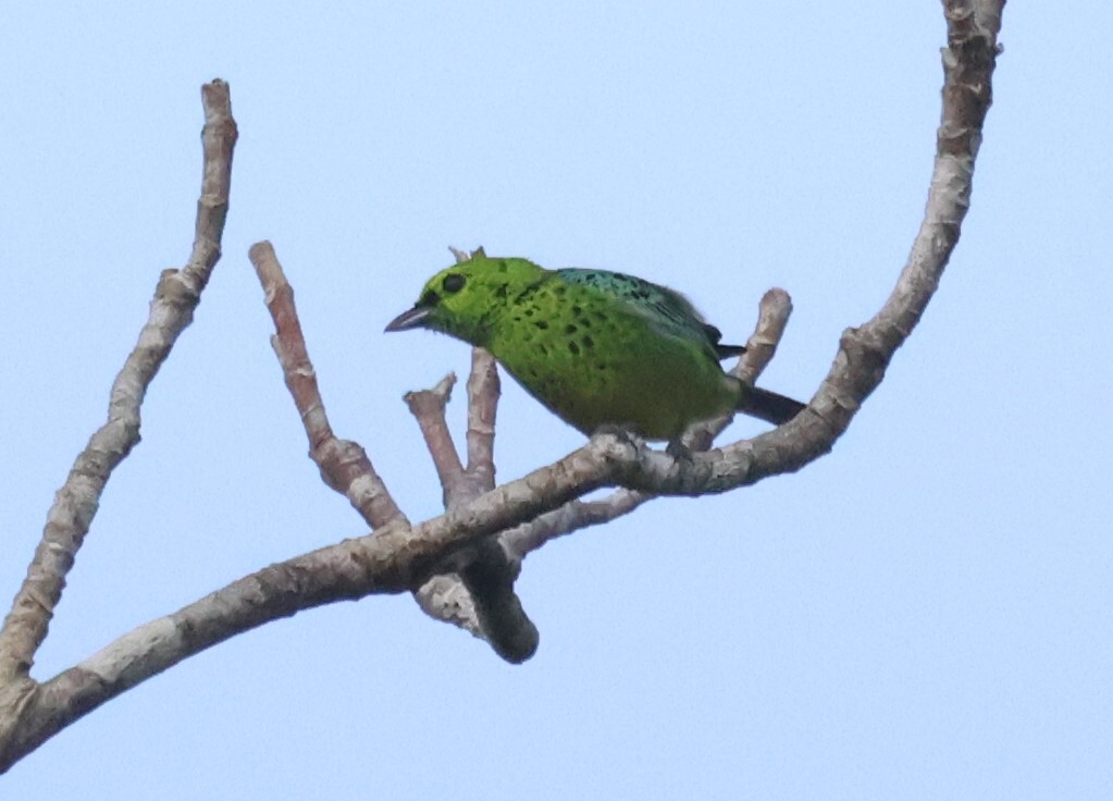 Yellow-bellied Tanager (Ixothraupis xanthogastra), photo 1
