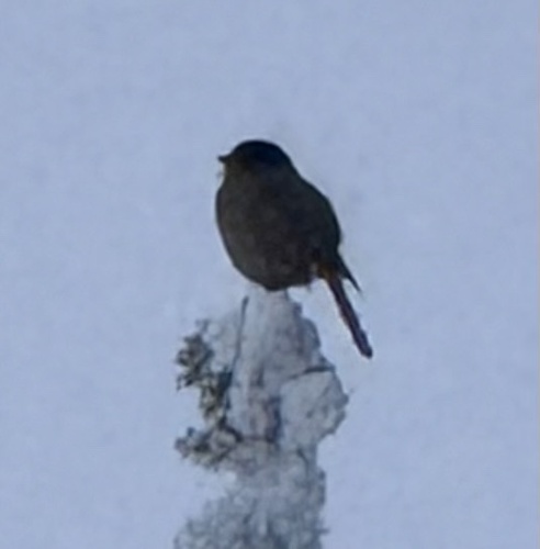 Siberian Jay (Perisoreus infaustus), photo 3