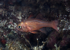 Vincentia punctata
