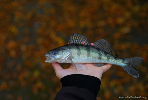 Volga pikeperch (Sander volgensis) — Percidae