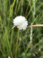 Cyperus ascocapensis