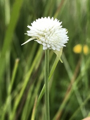 Cyperus ascocapensis