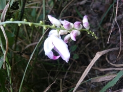 Canavalia septentrionalis