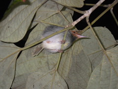 Orthotomus sepium
