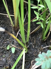 Cyperus ascocapensis