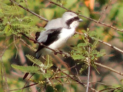 Lanius excubitoroides