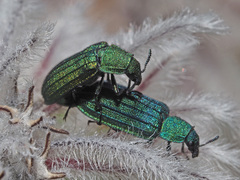 Melyris interstitialis