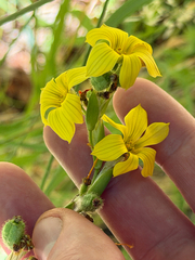 Sisyrinchium arenarium, photograph (c) Cody Hinchliff, some rights reserved (CC BY)