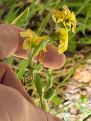 Sisyrinchium arenarium, photograph (c) Cody Hinchliff, some rights reserved (CC BY)