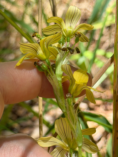 Sisyrinchium arenarium, photograph 5
