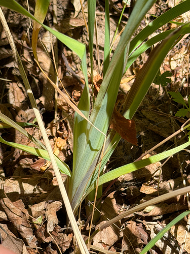 Sisyrinchium arenarium, photograph 6