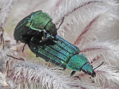 Melyris interstitialis