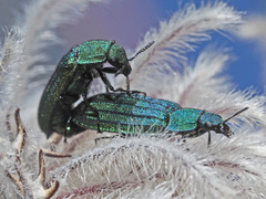 Melyris interstitialis