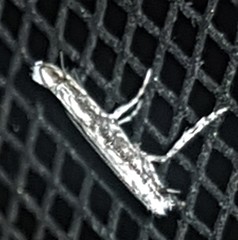 Epicephala australis